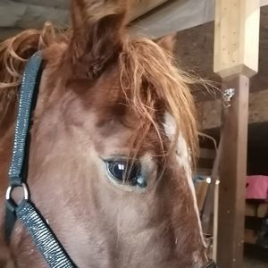 Meet your Posher, Toni